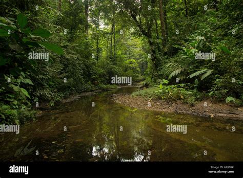 Stream In Lowland Tropical Forest Choco Rainforest Ecuador Stock