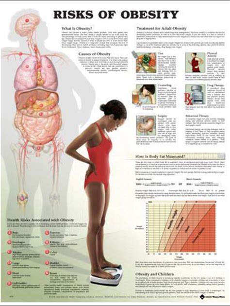 The Dangers And Effects Of Obesity In