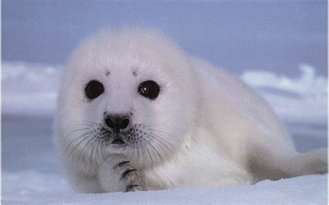 Baby Seal Wallpaper 54 Images