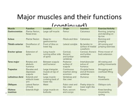 Human muscle system, the muscles of the human body that work the skeletal system, that are under voluntary control, and that are concerned with movement, posture, and balance. Skeletal system muscles (pearson)