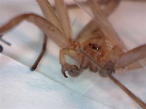 Titiotus Spider A Non Toxic Brown Recluse Look Alike Foothill