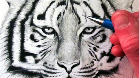 How To Draw A Realistic Tiger