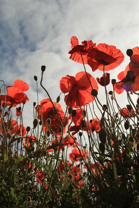 500 Poppies Pictures Hd Download Free Images On Unsplash