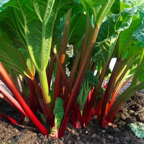 Rhubarb Glaskins Perpetual Seeds Theseedcollection