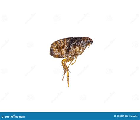 Cat Flea Ctenocephalides Felis Single Dead Flea Isolated On White