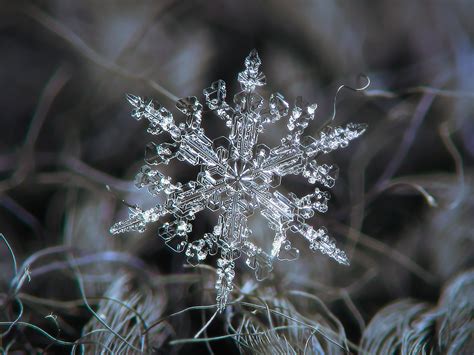 Snowflake Small Snowflake Of Stellar Dendrite Type With Ni Flickr
