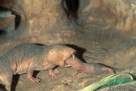For Naked Mole Rats Breeding Is Longevity