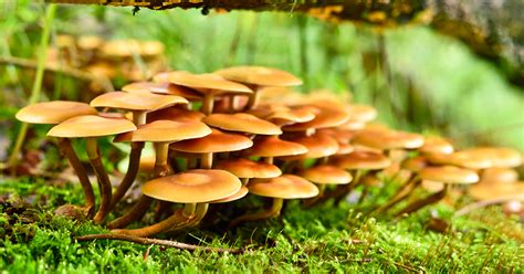 What Is A Mushroom Everything You Need To Know About Edible Fungi