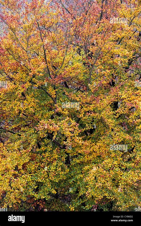 Beech Tree Vertical Hi Res Stock Photography And Images Alamy