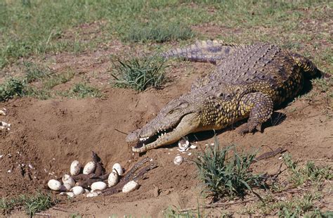 Nile Crocodile At Nest Photograph By M Watson Pixels