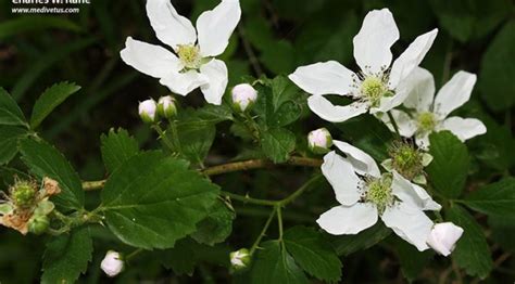 Rubus Pensilvanicus Pennsylvania Blackberry Edible And Medicinal