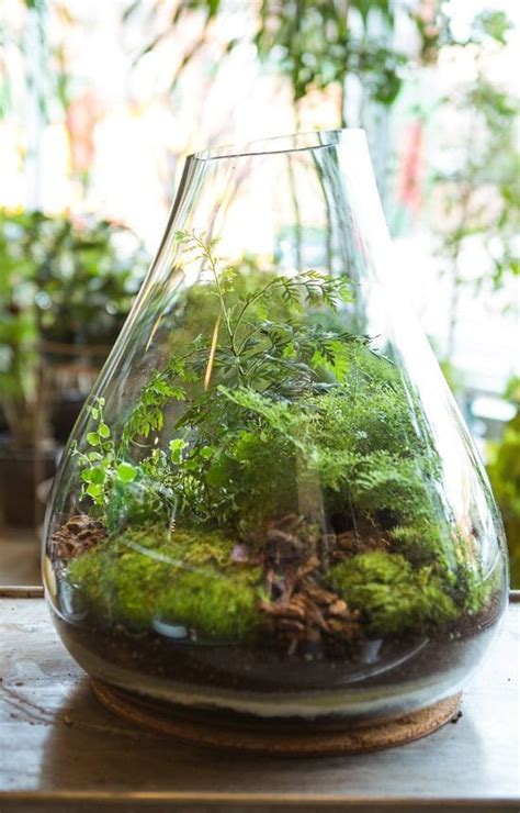 11 Diy Indoor Moss Garden Ideas Thuy San Plus