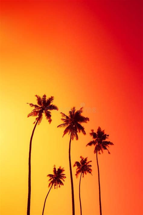Coconut Palm Trees Silhouettes On Tropical Beach With Clear Colorful