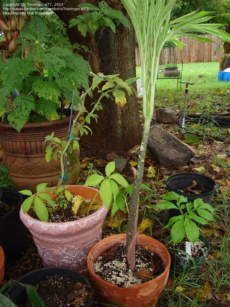 Plantfiles Pictures Amorphophallus Species Giant Voodoo Lily Voodoo