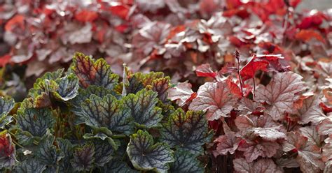 There are many varieties worth growing. Purpurglöckchen - Pflanzen, Pflege und Tipps - Mein ...