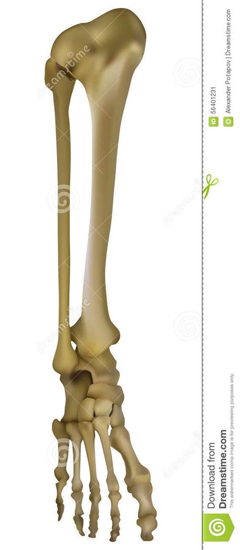 Ejemplo Humano Del Esqueleto De La Pierna Ilustración Del Vector