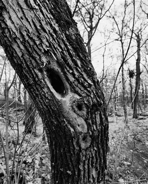 Bent Tree Photograph By Frederick Belin Pixels