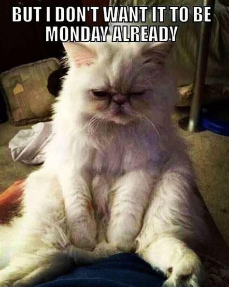 100 Funny Monday Memes Images Of Happy Monday Memes Boomsumo