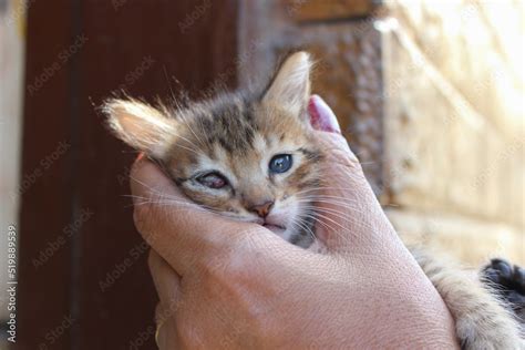 Kitty With Corneal Ulcer Eye Cat Medicated With Eye Drops With One