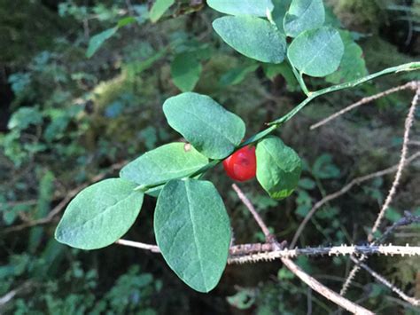 Red Huckleberry Vaccinium Parvifolium · Inaturalist