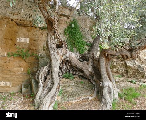 An Old Olive Tree Stock Photo Alamy