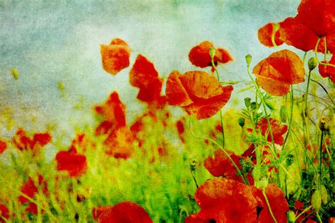Poppy Fields Painting Free Stock Photo Public Domain Pictures