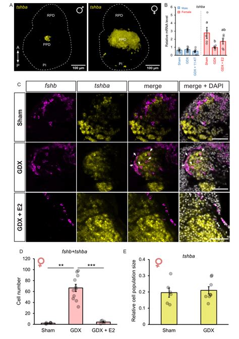 sex steroid inhibits tsh cell transdifferentiation to fsh cells a 3d download scientific