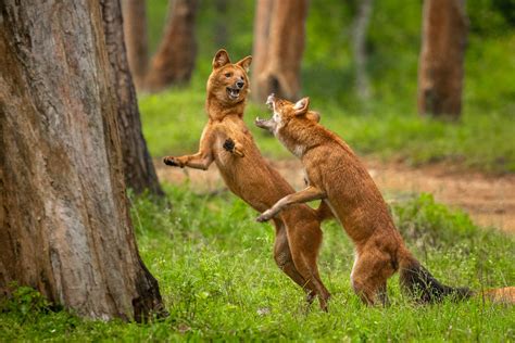 10 Things You Need To Know About Dholes Nature Infocus