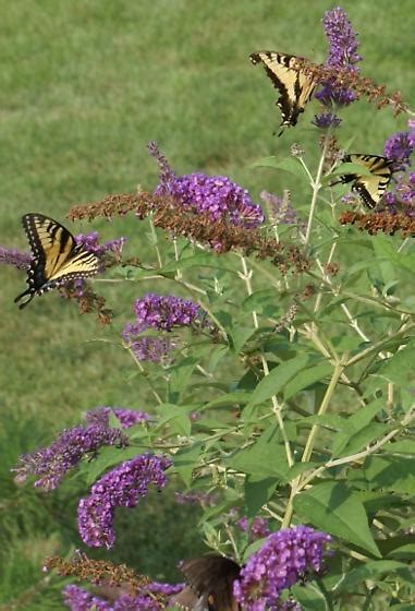 Eastern Tiger Swallowtails With Dark Female Papilio Glaucus