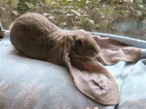 English Lop Rabbits At My Little Sweetie Rabbitry English Lop Rabbit