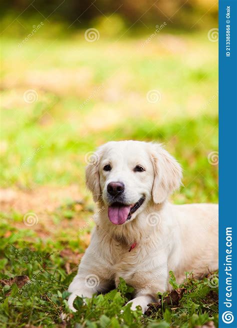 The Happy Golden Retriever Is Lying In The Backyard Stock Photo Image