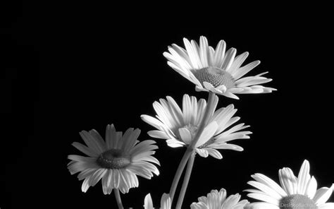 Flower hd wallpapers for for android, iphone, desktop. Black And White Flower Wallpapers » WallDevil Best Free HD ...