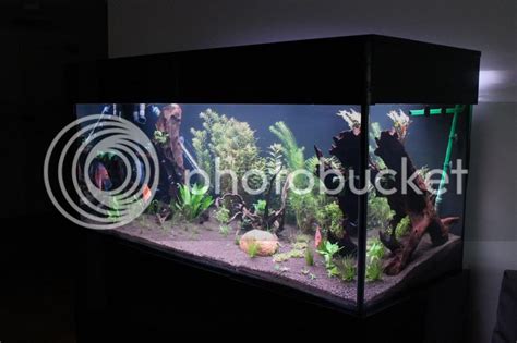 My 150 Gallon Planted Discus Tank