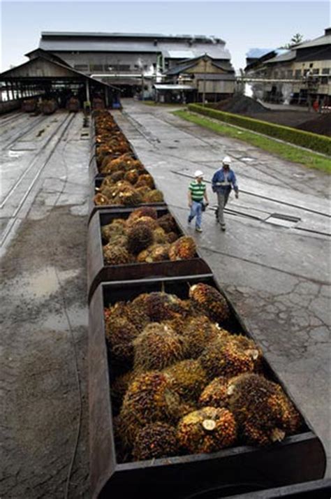 Cara memohon (klik di bawah). Sarawak Oil Palms Berhad Group Of Companies » 'Sarawak Oil ...