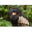 Bird Caracara Feathers Wallpapers HD / Desktop And Mobile Backgrounds