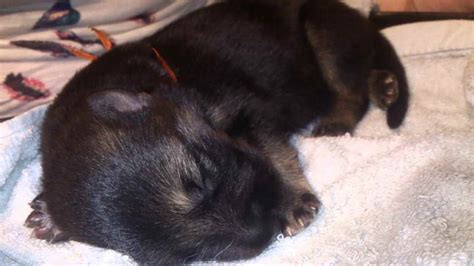 How To Adopt 1 Week Old German Shepherd Puppies Petsidi