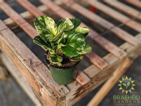 Shop All Rare Peperomia Plants And Ship Anywhere In Canada