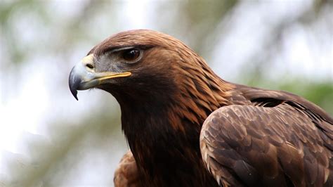 Golden Eagle Facts And Information Trees For Life