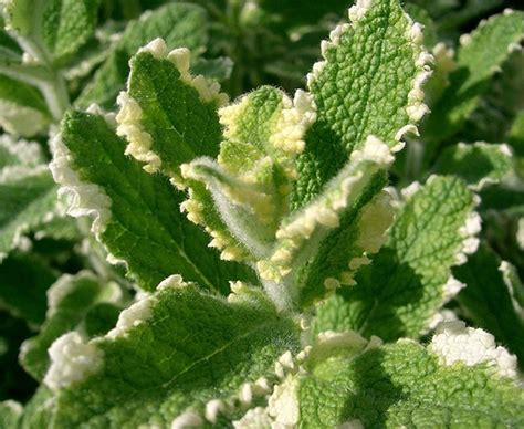 Hettys Herbs And Plants Mint Pineapple Mentha Suaveolens Variegata