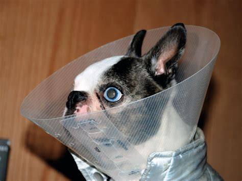 Photos Of Pets Wearing The Cone Of Shame Sadbut So Cute