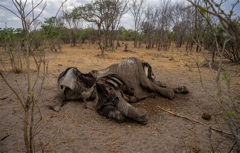 Botswana Reports Mysterious Deaths Of Hundreds Of Elephants New Vision Official