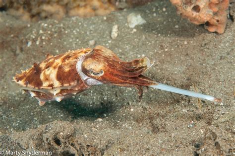 Cephalopods Octopuses Squids Cuttlefish And Nautiluses Ultimate