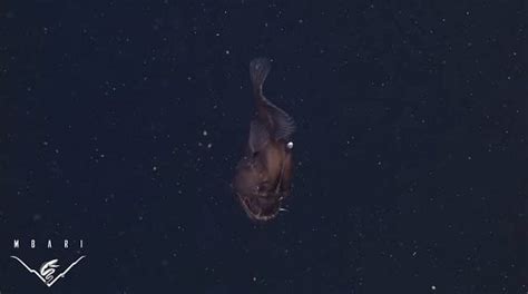 Elusive Haunting Black Sea Devil Caught On Camera For First Time
