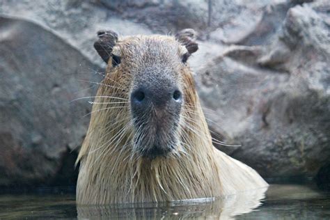 All About Capybaras Ultimate Guide To Everything