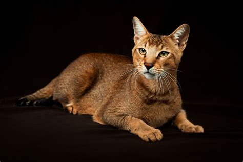 Chausie Cat Breed Profile Characteristics And Care