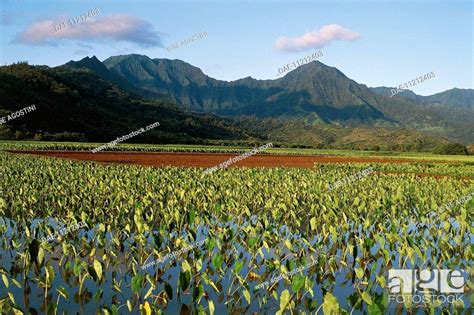 Taro Fields Colocasia Esculenta Island Of Kauai Hawaii United