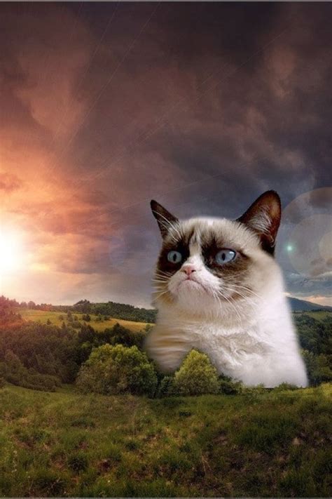 45 Grumpy Cat Wallpaper For Phone