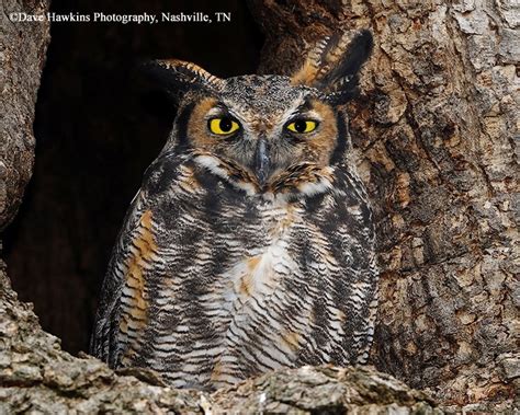 Great Horned Owl State Of Tennessee Wildlife Resources Agency