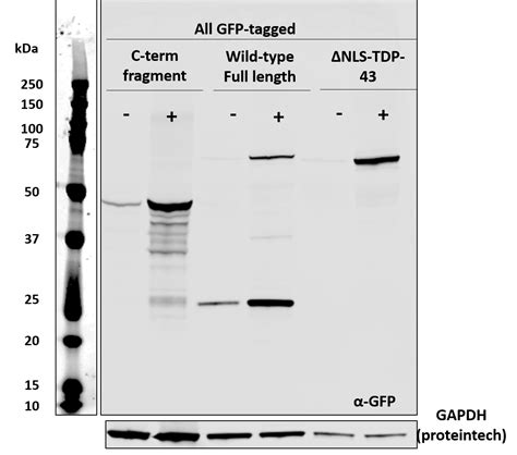 Gapdh Antibody 60004 1 Ig Proteintech
