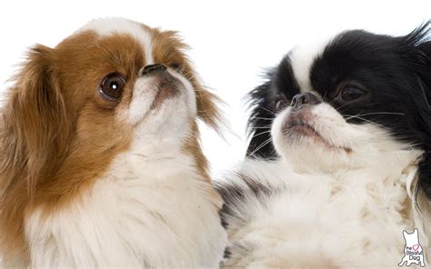 Japanese Chin Colors Classic Black And White And A Lovely Sable